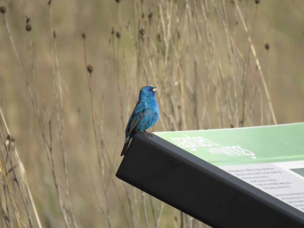 Indigo Bunting - ML100051601