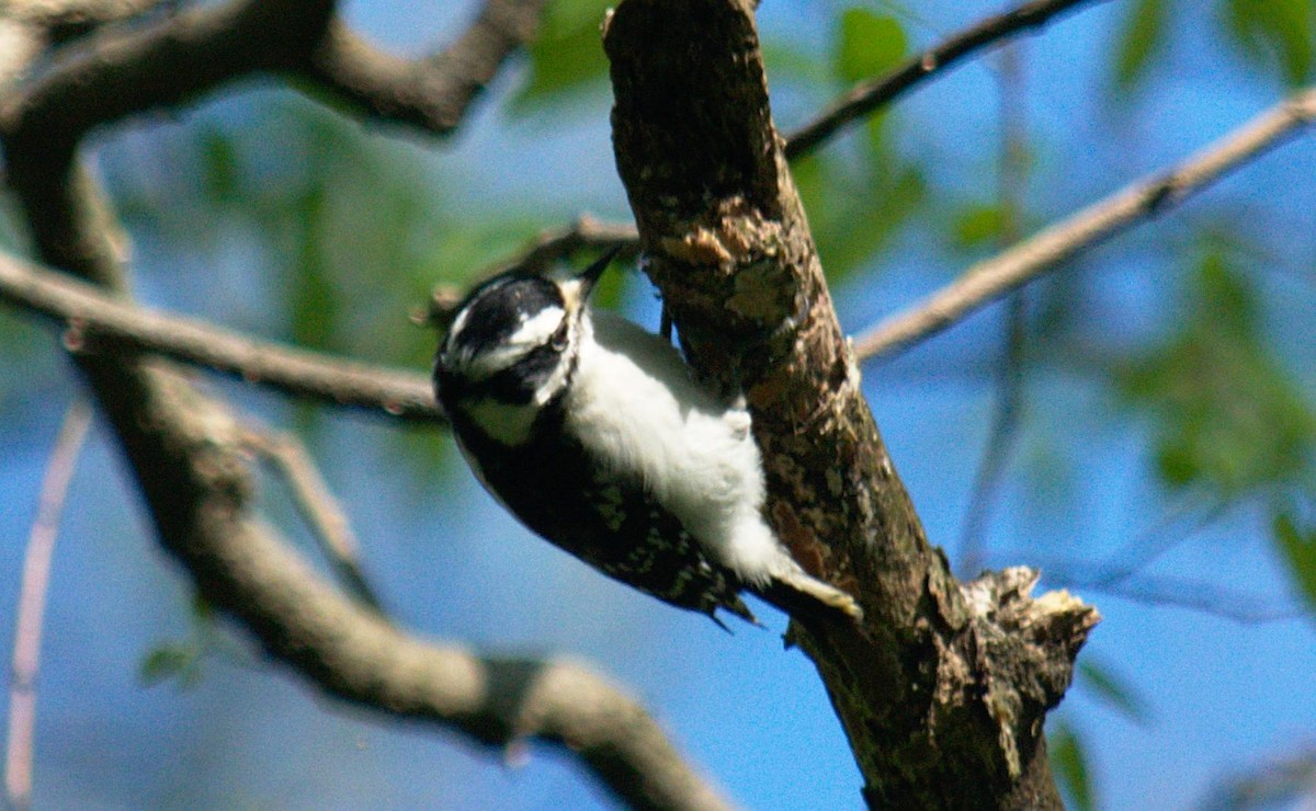 Downy Woodpecker - ML100055941