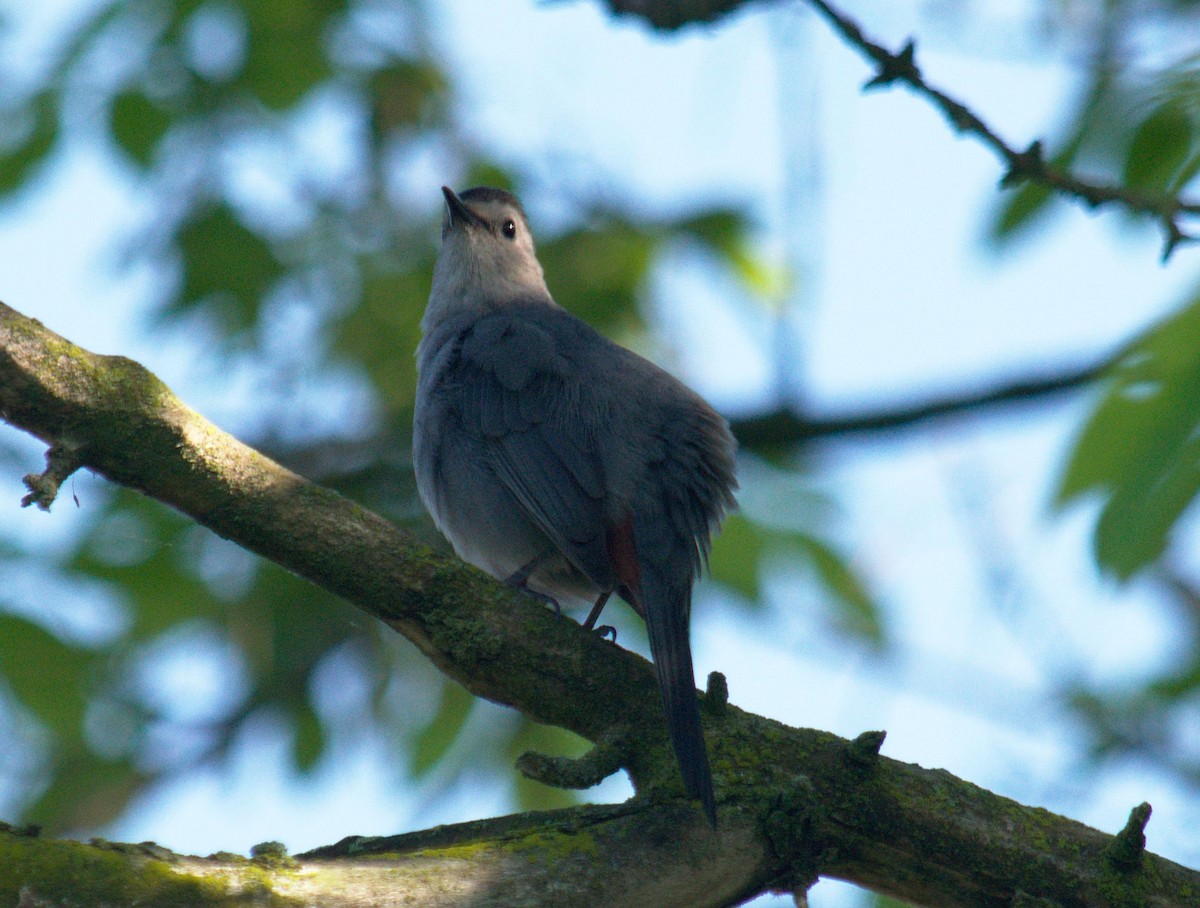 Gray Catbird - ML100055991