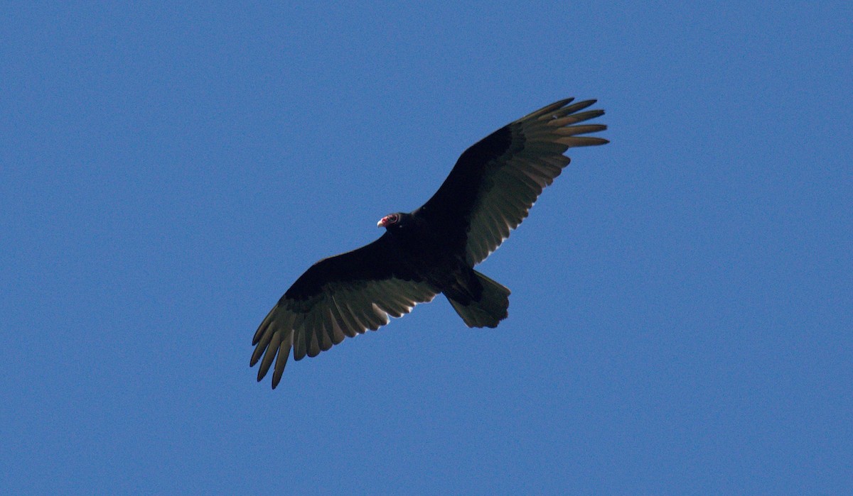 Turkey Vulture - ML100056071