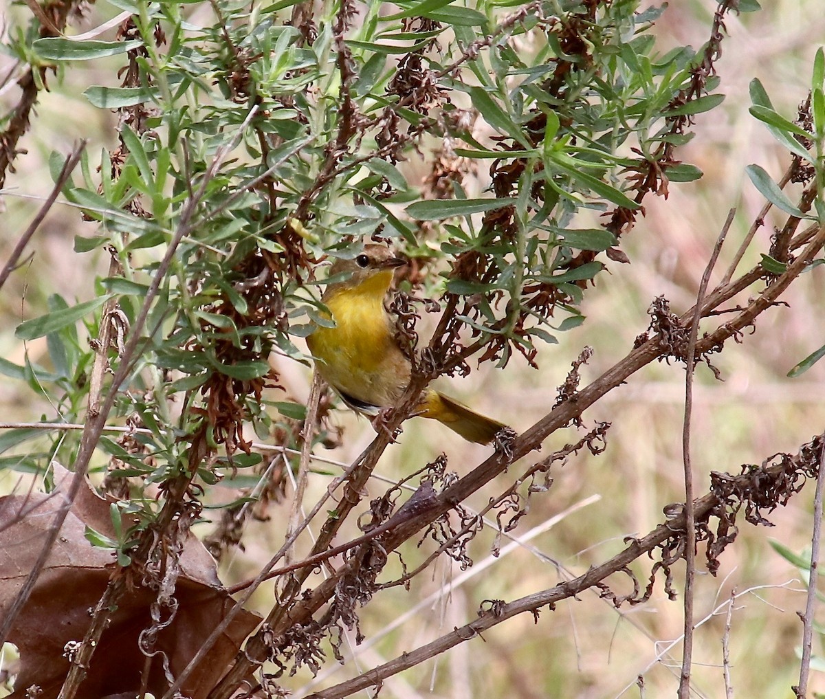 Weidengelbkehlchen - ML100056351