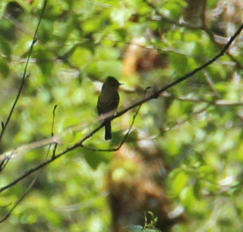 Western Flycatcher (Pacific-slope) - ML100058591