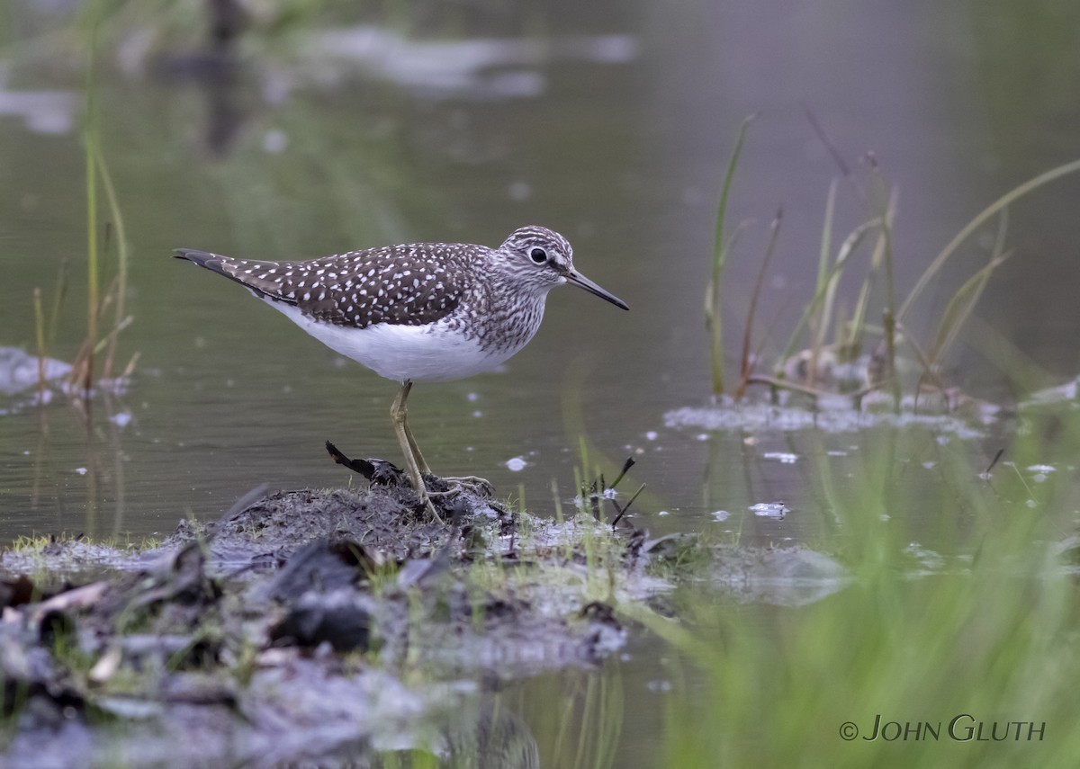 Solitary Sandpiper - John Gluth