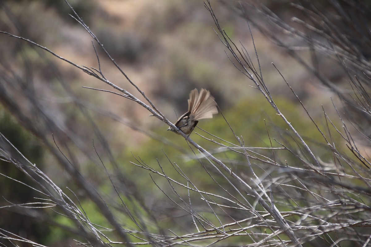 Wrentit - Millie and Peter Thomas