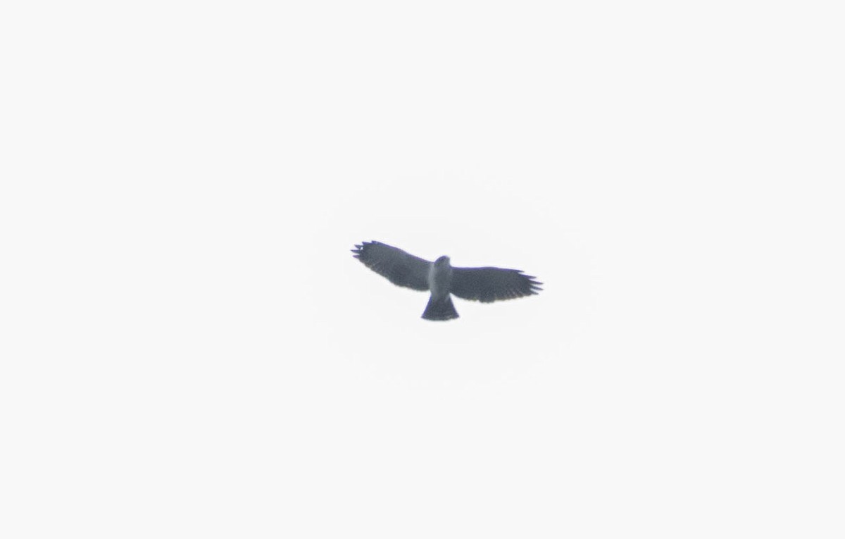 Short-tailed Hawk - ML100063791