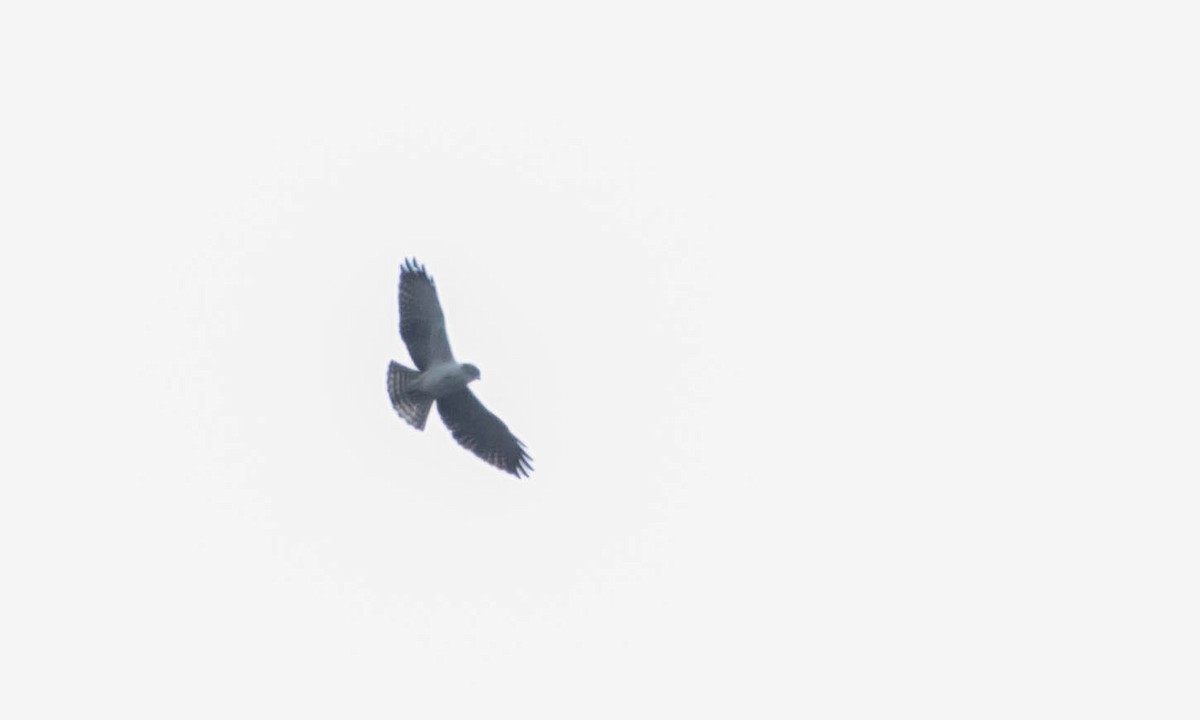 Short-tailed Hawk - ML100063801