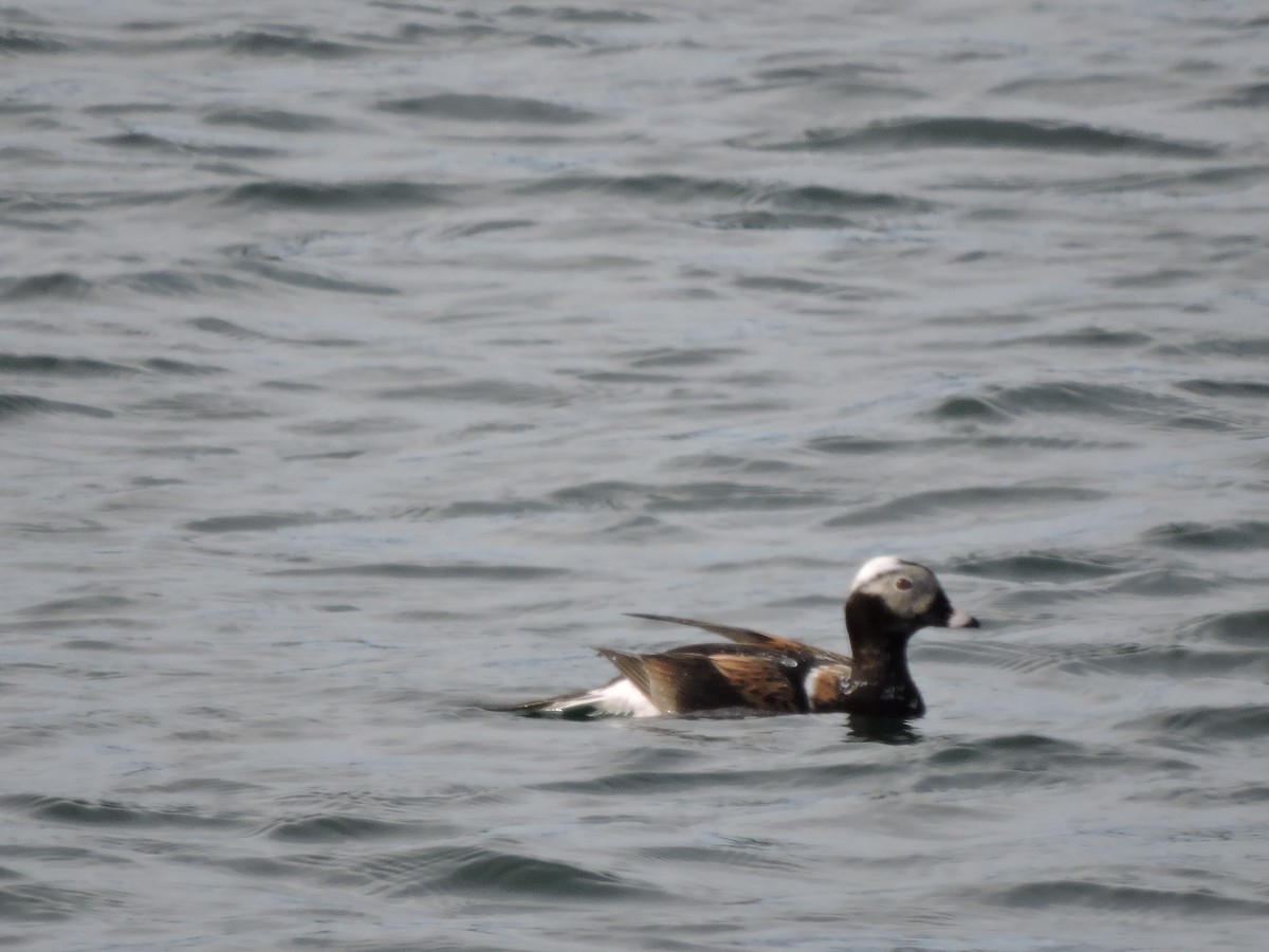 Long-tailed Duck - ML100064121