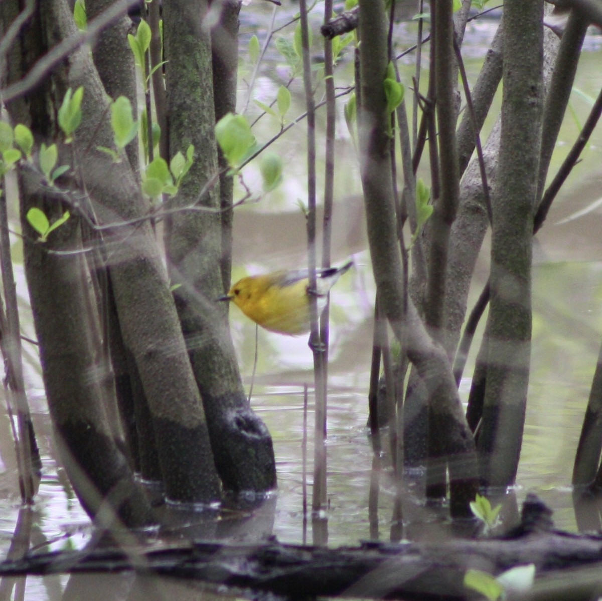 Prothonotary Warbler - ML100065411