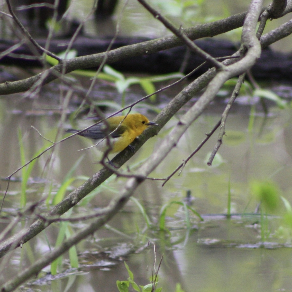 Prothonotary Warbler - ML100065421