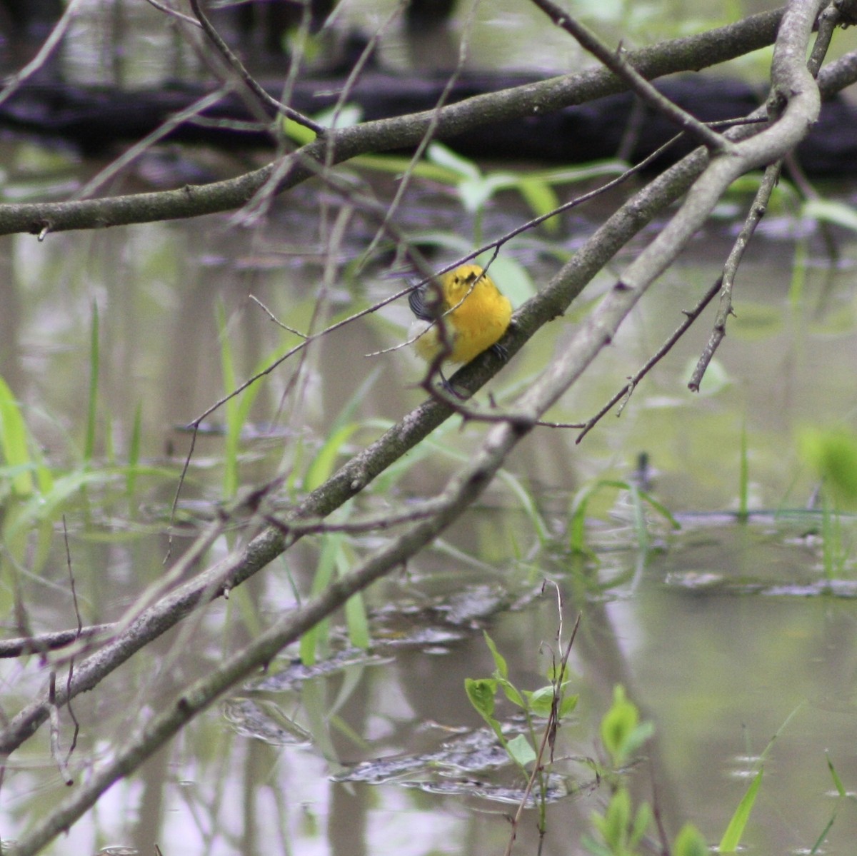 Prothonotary Warbler - ML100065441