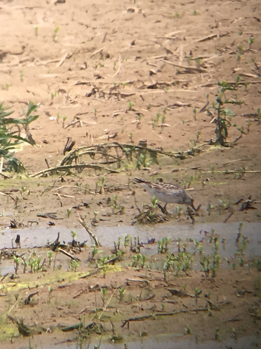 White-rumped Sandpiper - ML100066301