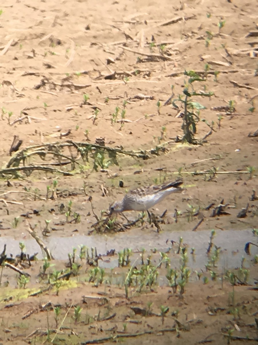 White-rumped Sandpiper - ML100066311