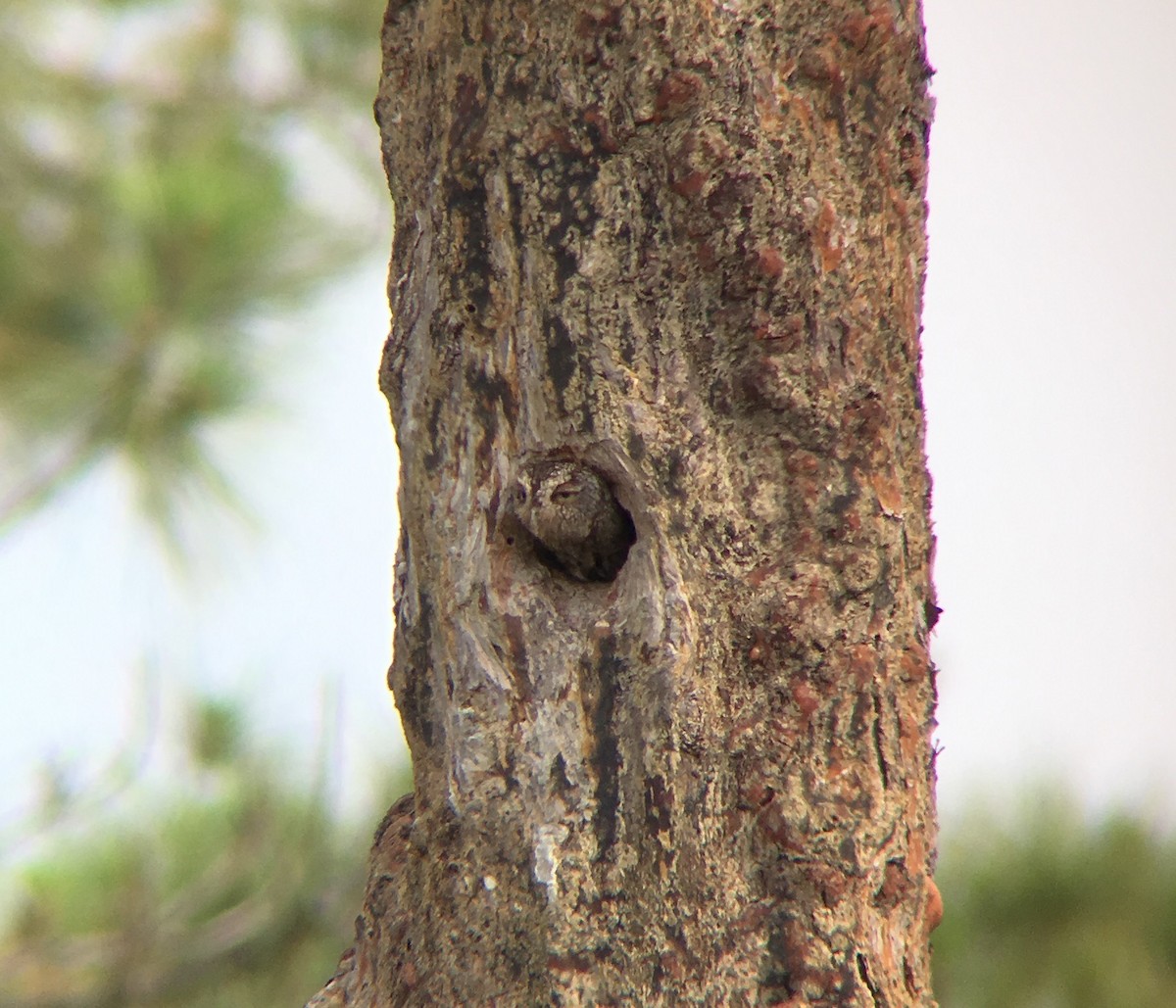 Eastern Screech-Owl - ML100071011