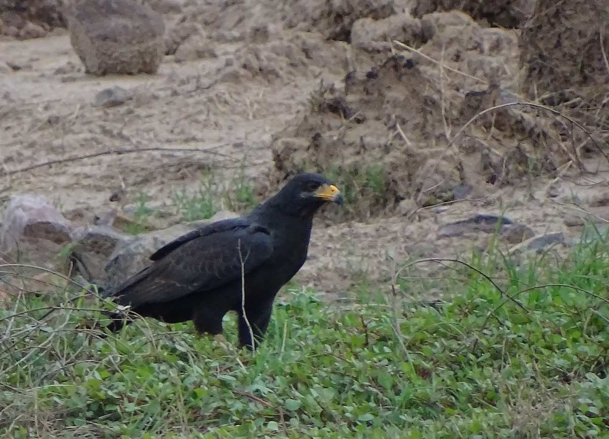 Common Black Hawk (Mangrove) - ML100072501