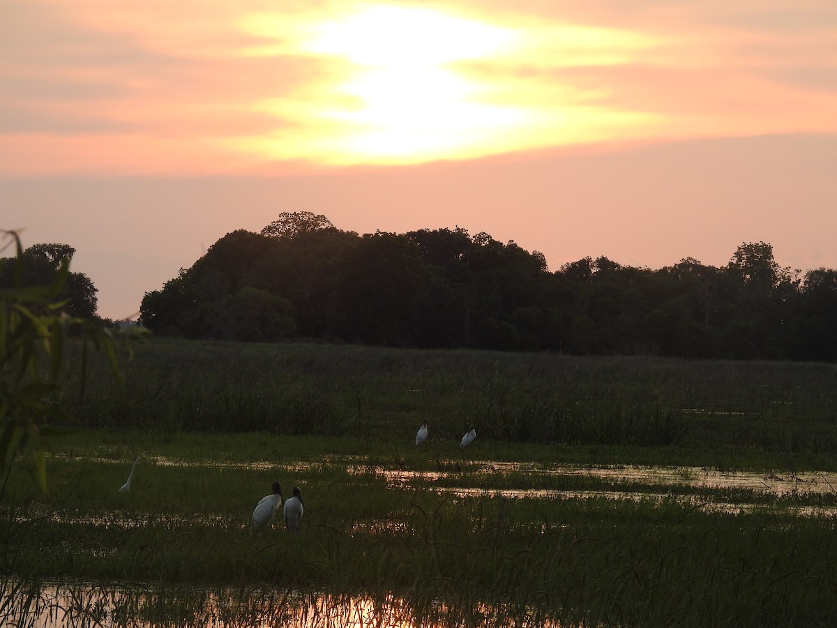 Wood Stork - ML100073041