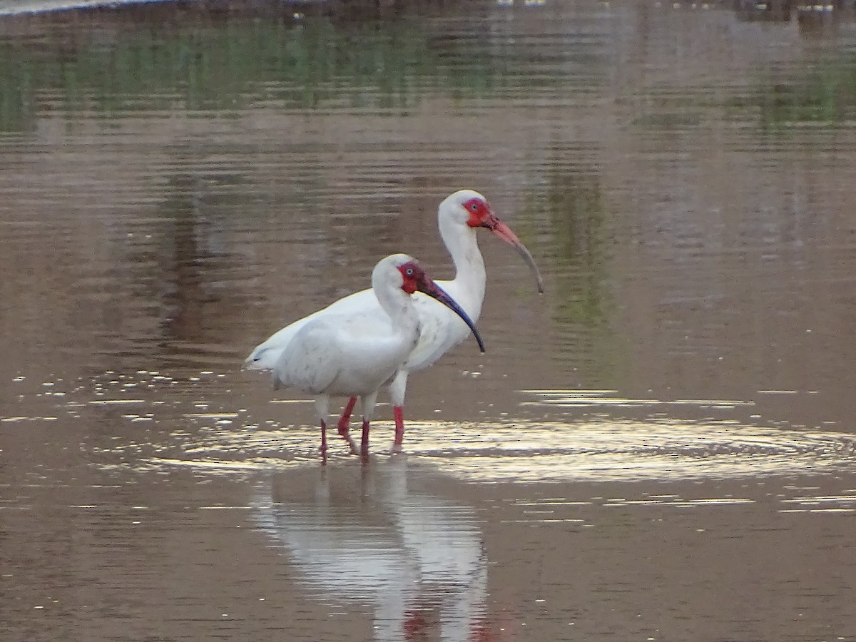 White Ibis - Alfonso Auerbach