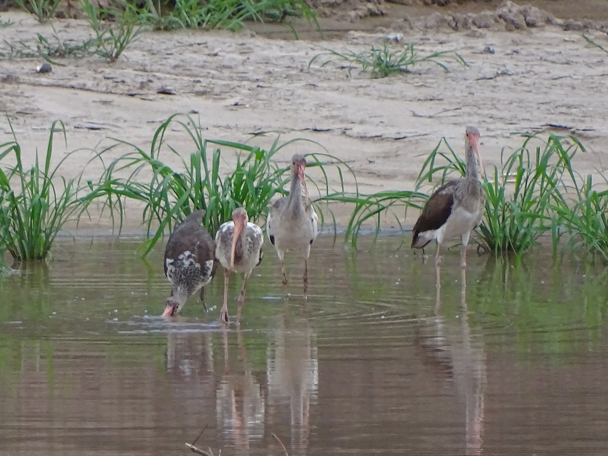 White Ibis - Alfonso Auerbach