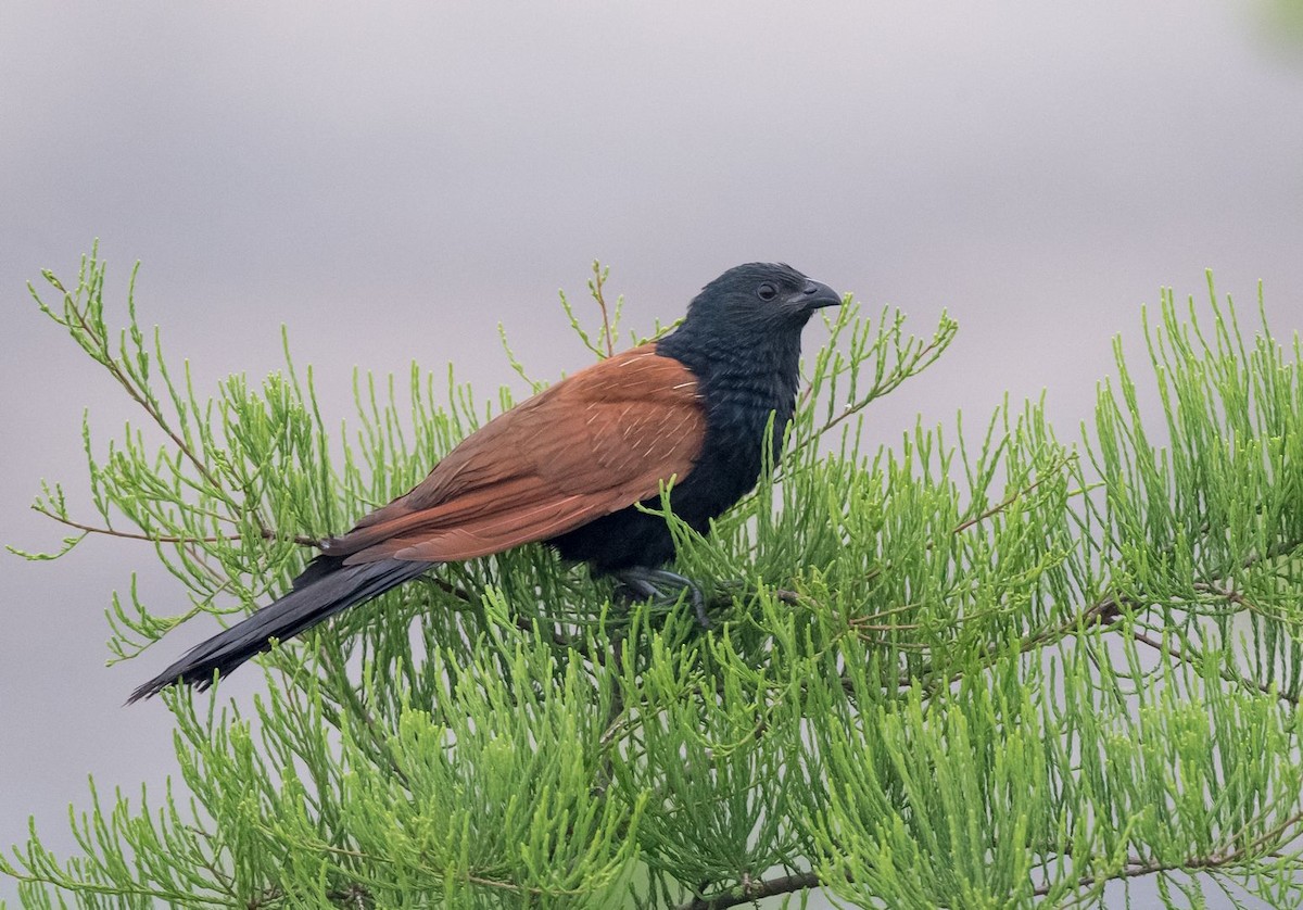Lesser Coucal - Kai Pflug