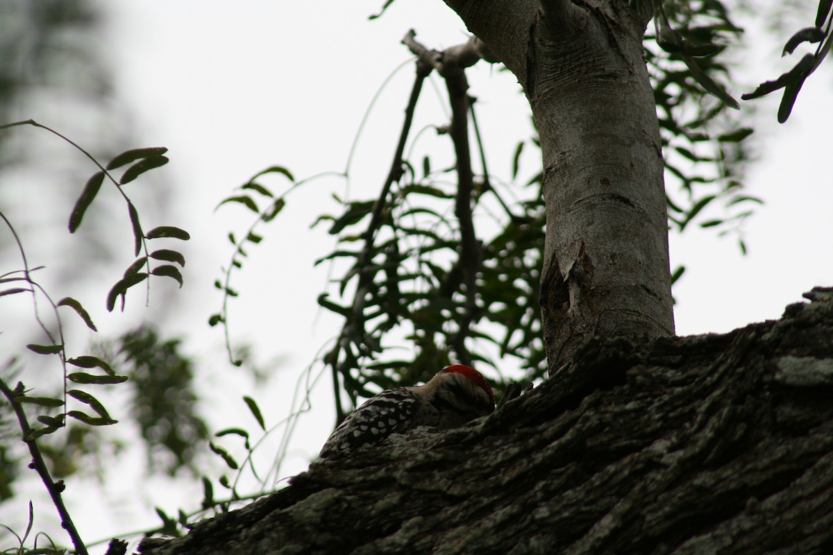 Ladder-backed Woodpecker - Ken Rosenthal