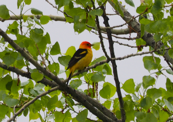 Western Tanager - ML100074891