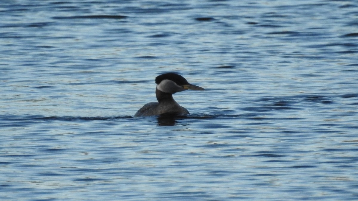 Red-necked Grebe - ML100075041