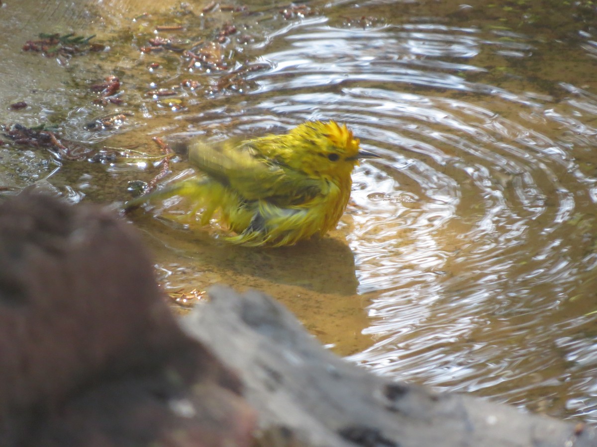 Northern Yellow Warbler - ML100075881