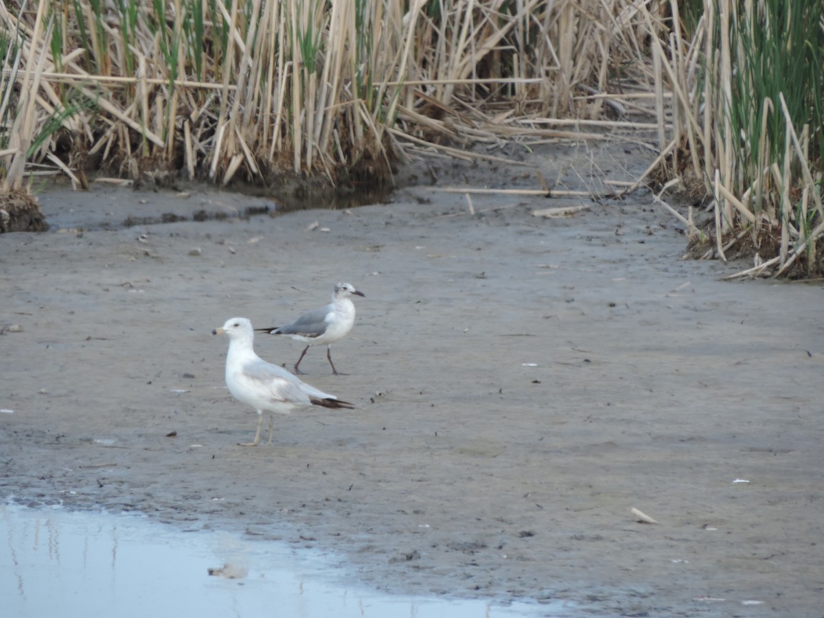 Laughing Gull - ML100076211