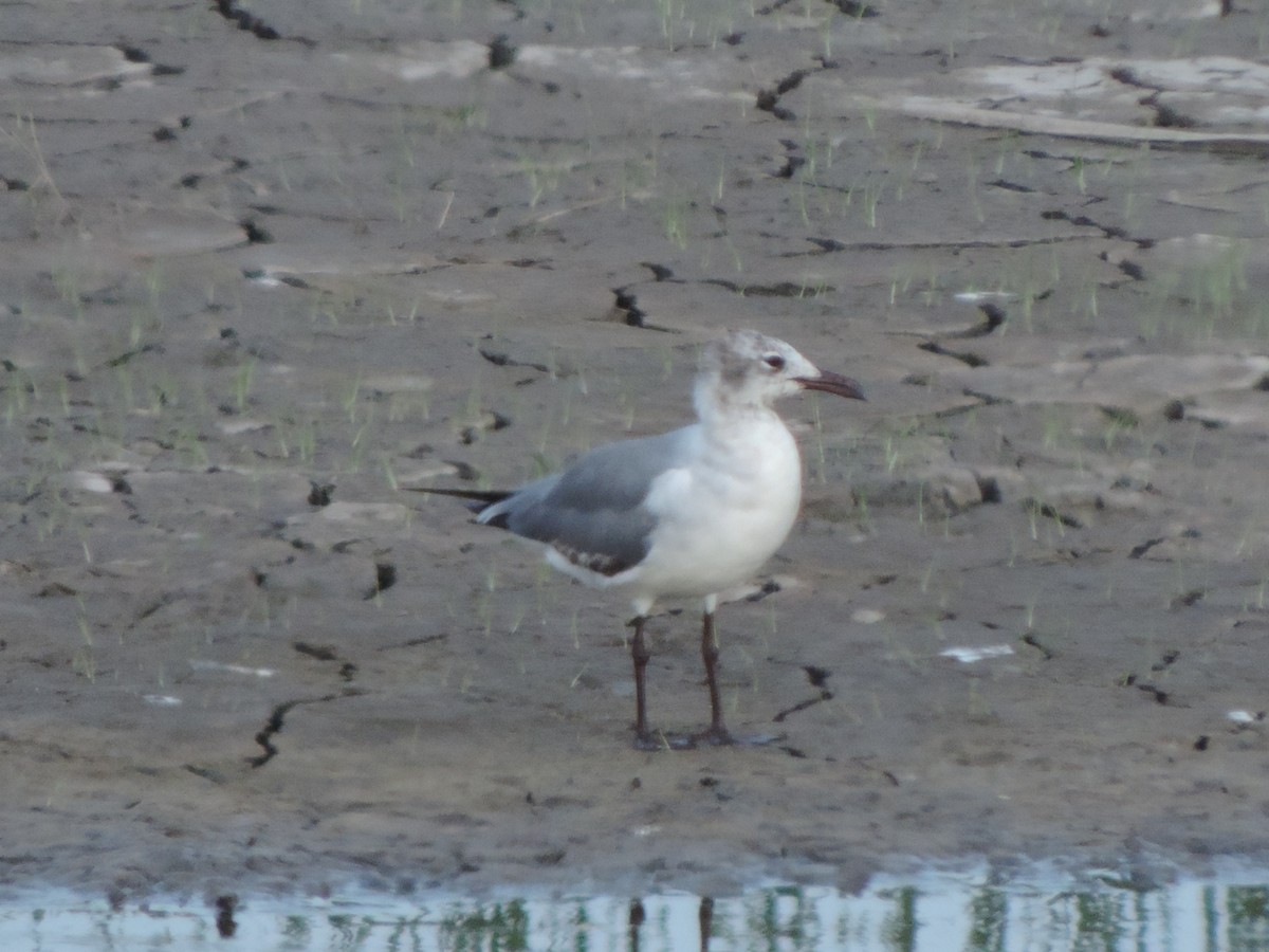 Gaviota Guanaguanare - ML100076311