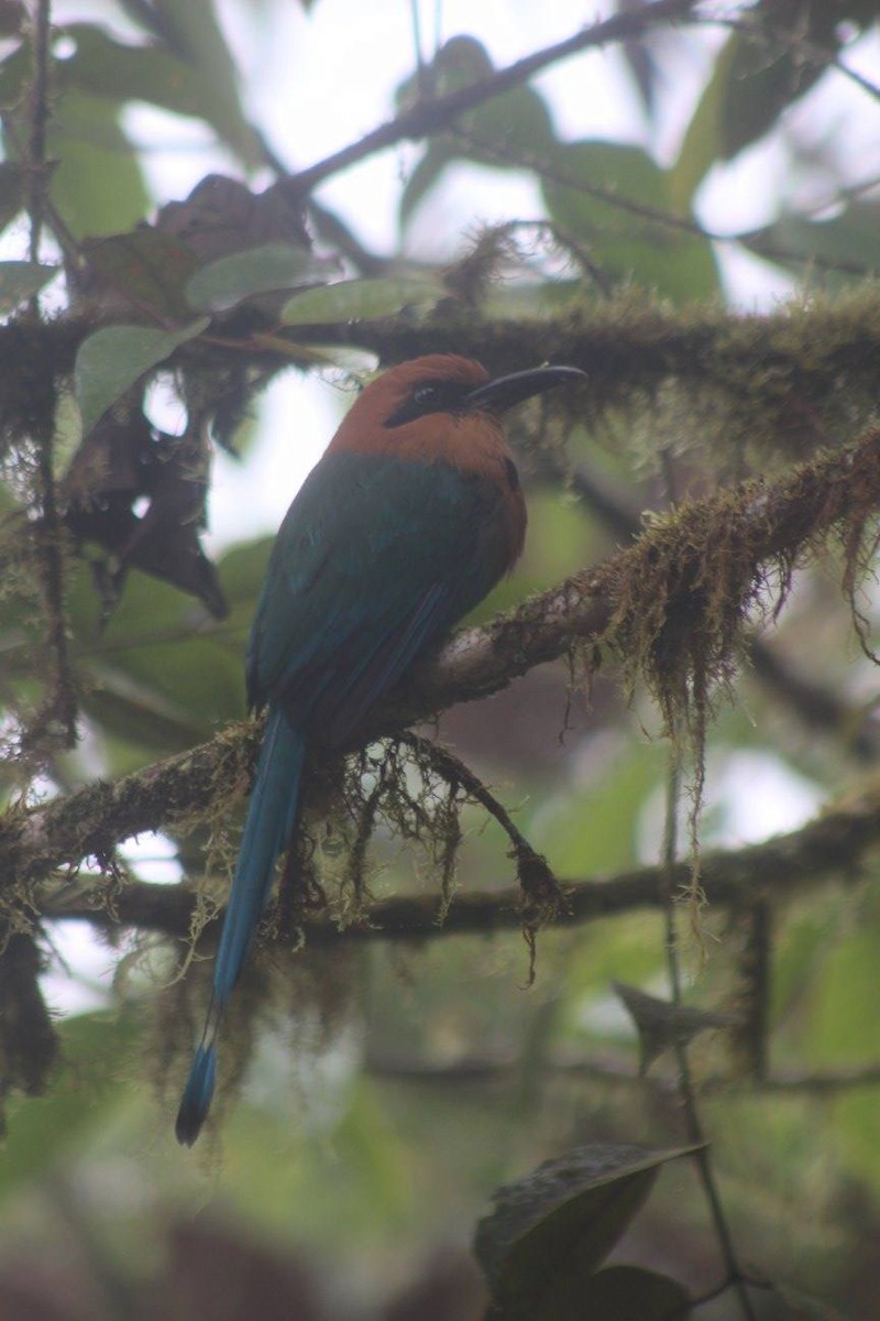 Broad-billed Motmot - David Weaver