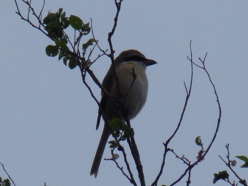 Brown Shrike - ML100077101