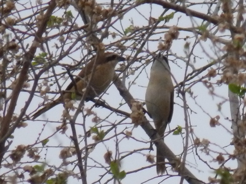 Brown Shrike - ML100077111