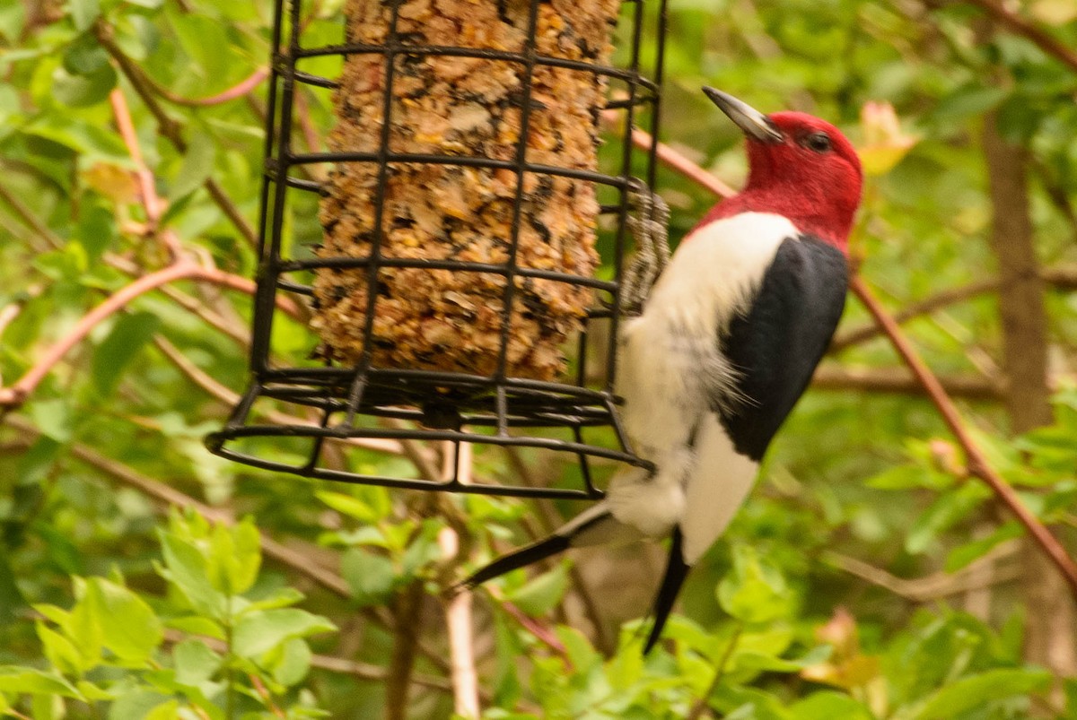 Red-headed Woodpecker - Theresa Nickels