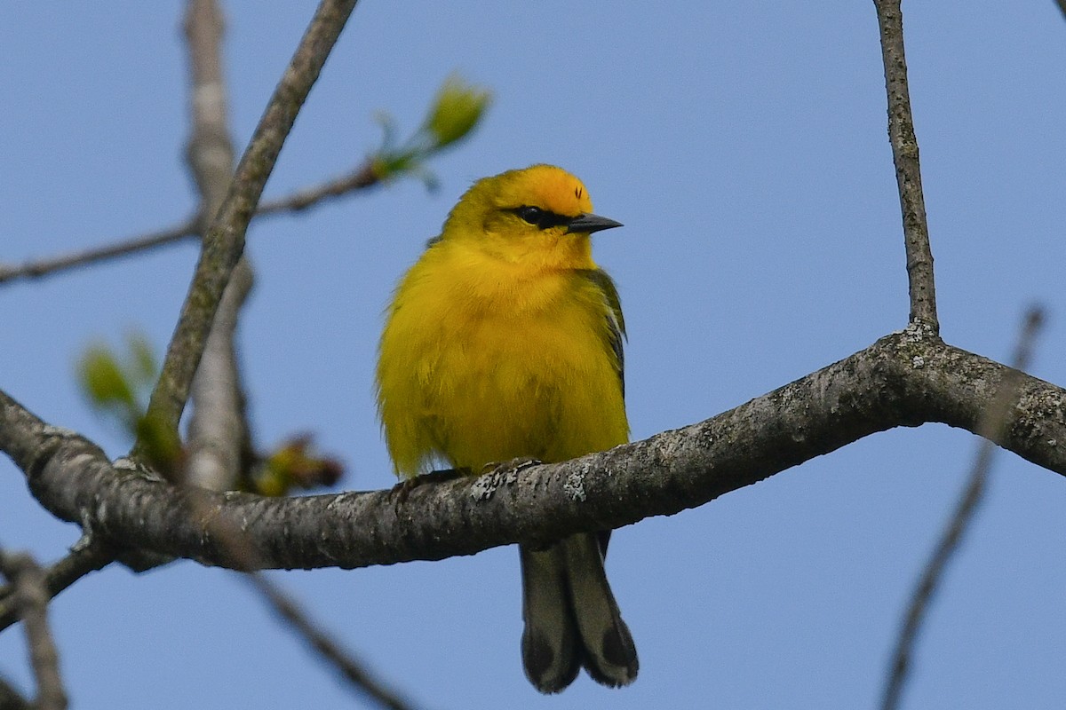 Blauflügel-Waldsänger - ML100081581