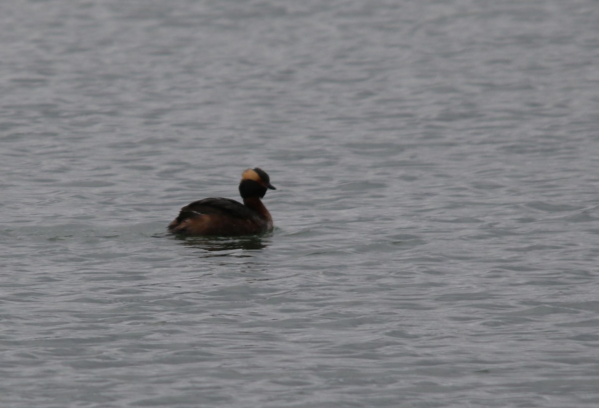 Horned Grebe - ML100081641