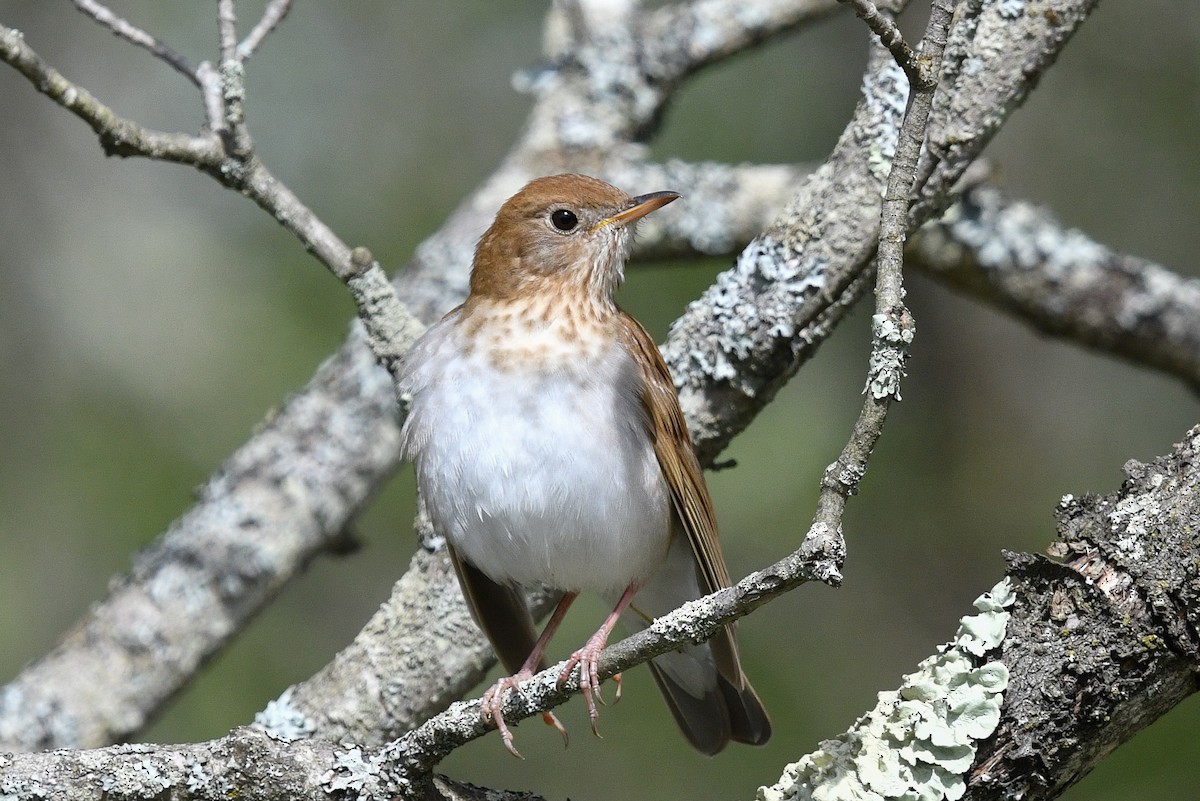 Veery - ML100082111