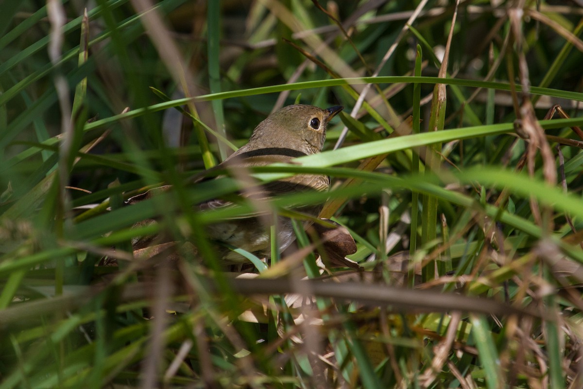 Swainson's Thrush - ML100084191