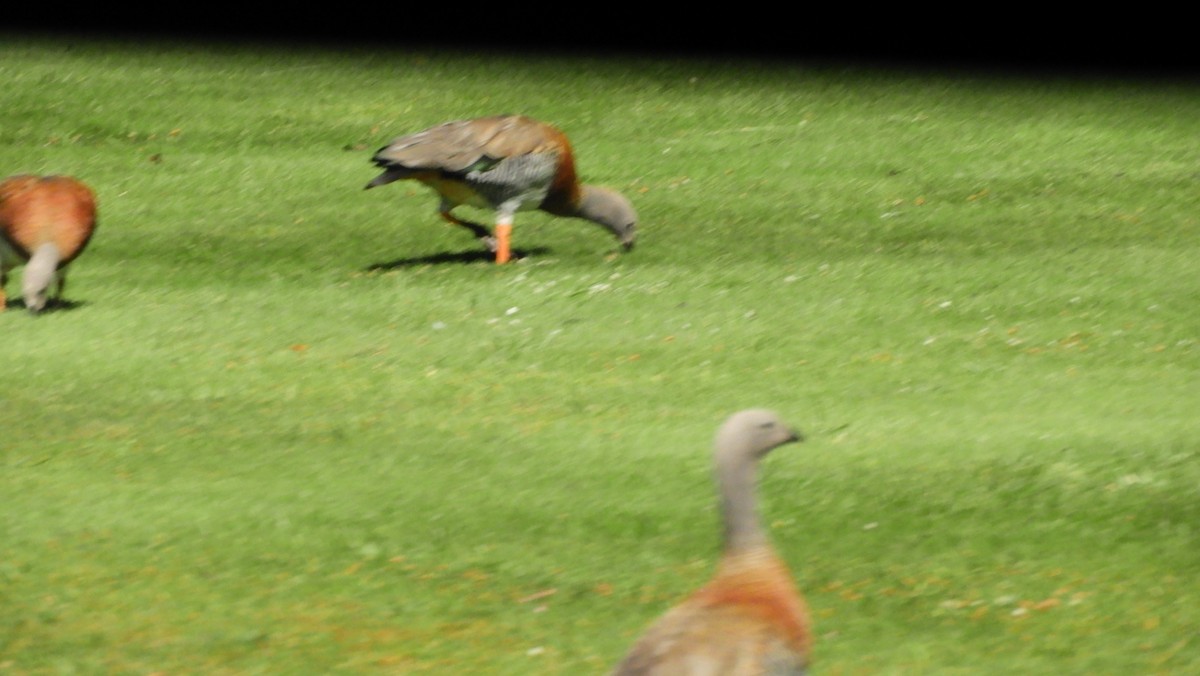 Ashy-headed Goose - ML100084301
