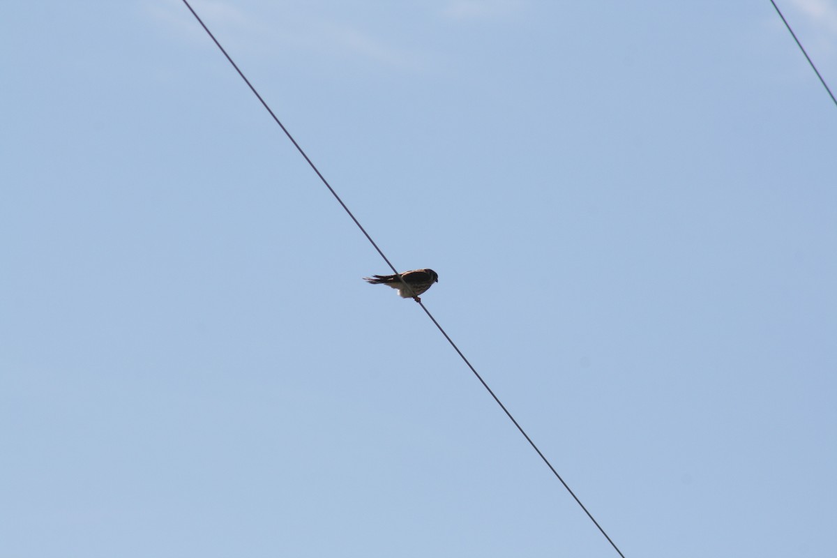 American Kestrel - ML100084761