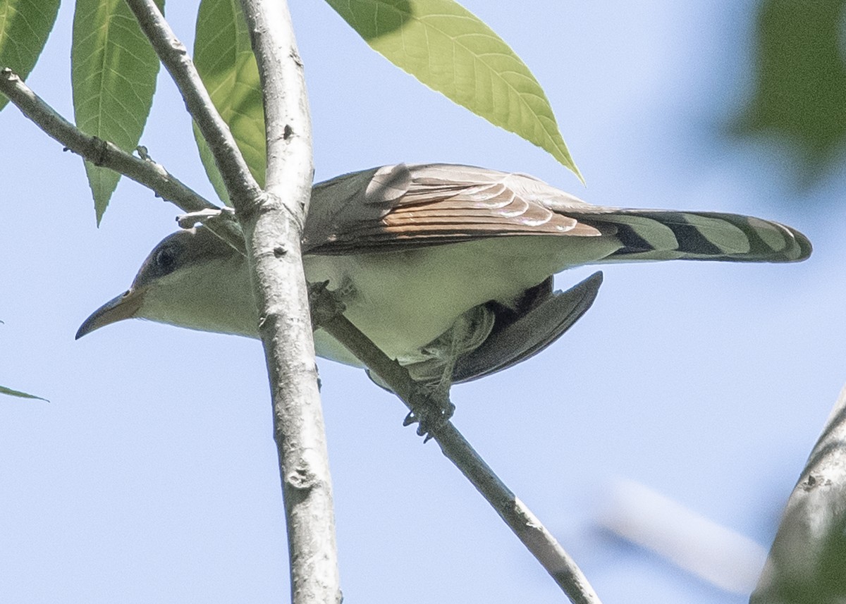 Yellow-billed Cuckoo - ML100085071