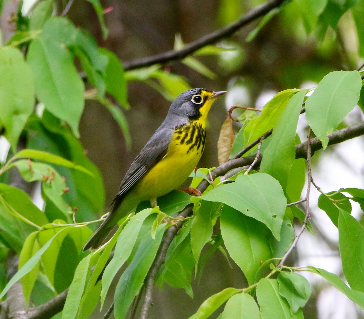 Canada Warbler - ML100085871