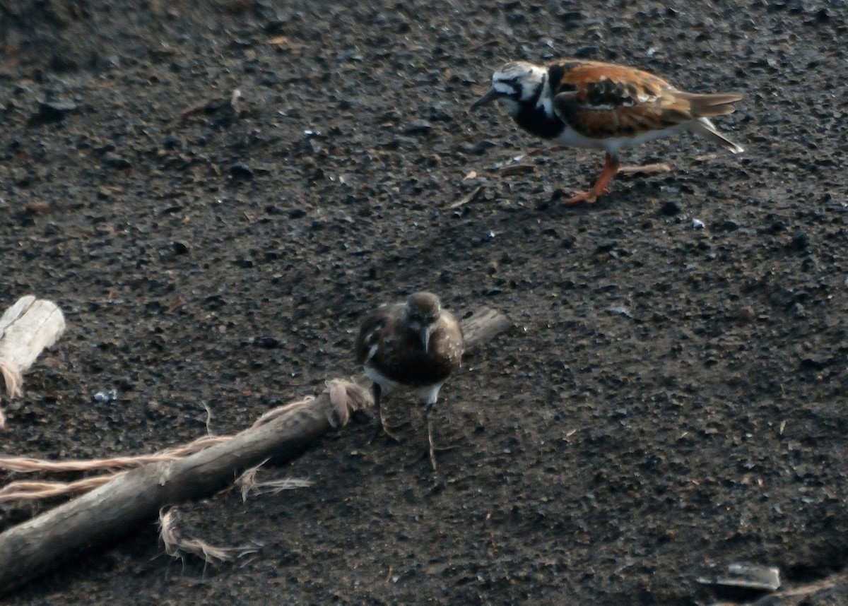 Black Turnstone - Orlando Jarquín