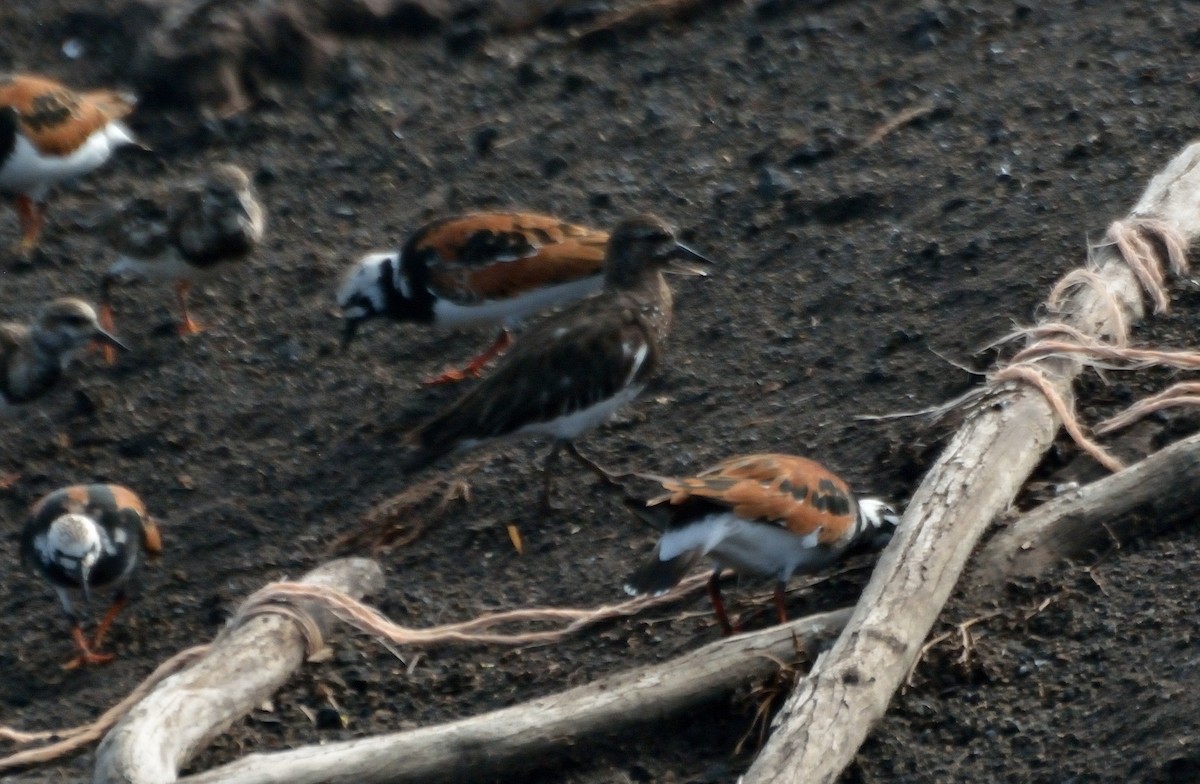 Black Turnstone - Orlando Jarquín