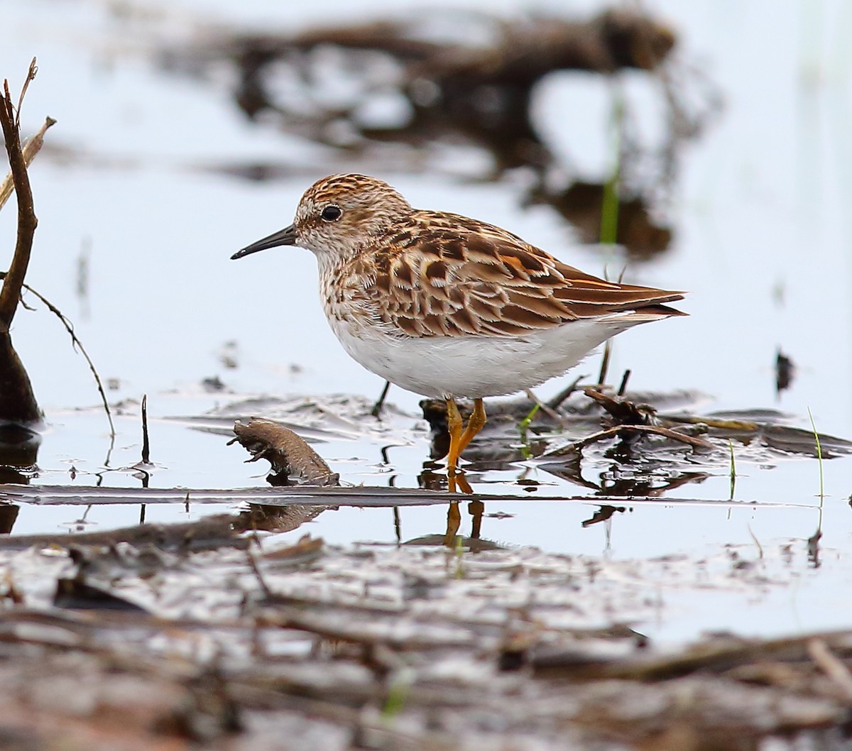 Least Sandpiper - Bala Chennupati