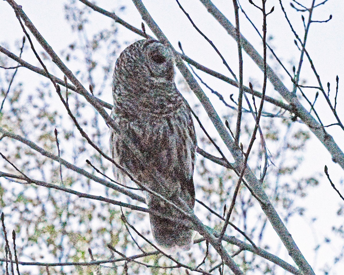 Barred Owl - ML100088361