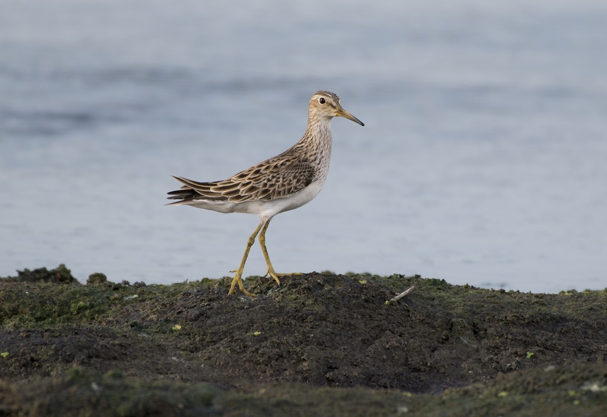 Pectoral Sandpiper - Apolinar Basora