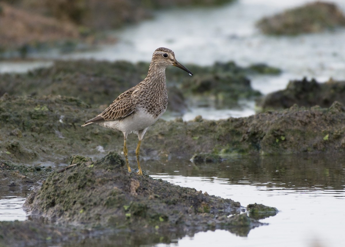 Pectoral Sandpiper - Apolinar Basora