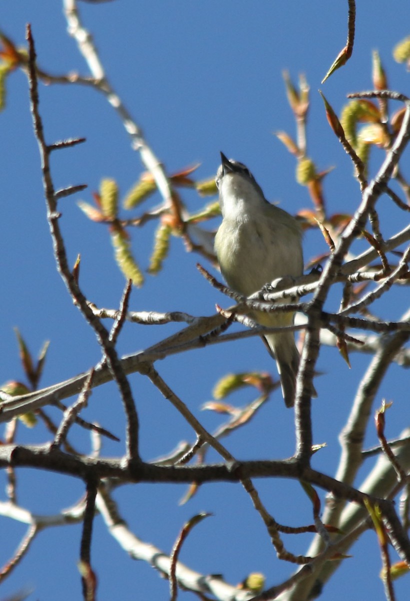 Vireo de Cassin - ML100088941