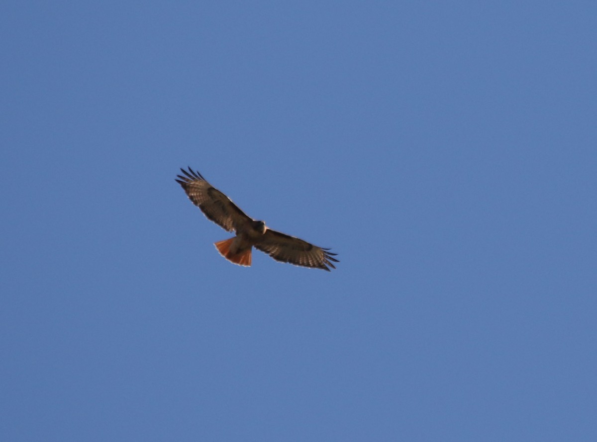 Red-tailed Hawk (calurus/alascensis) - ML100088971