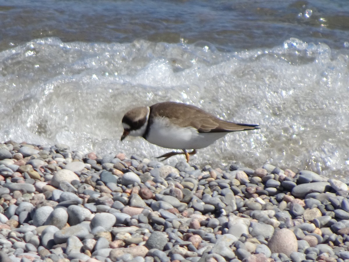 Semipalmated Plover - ML100090371