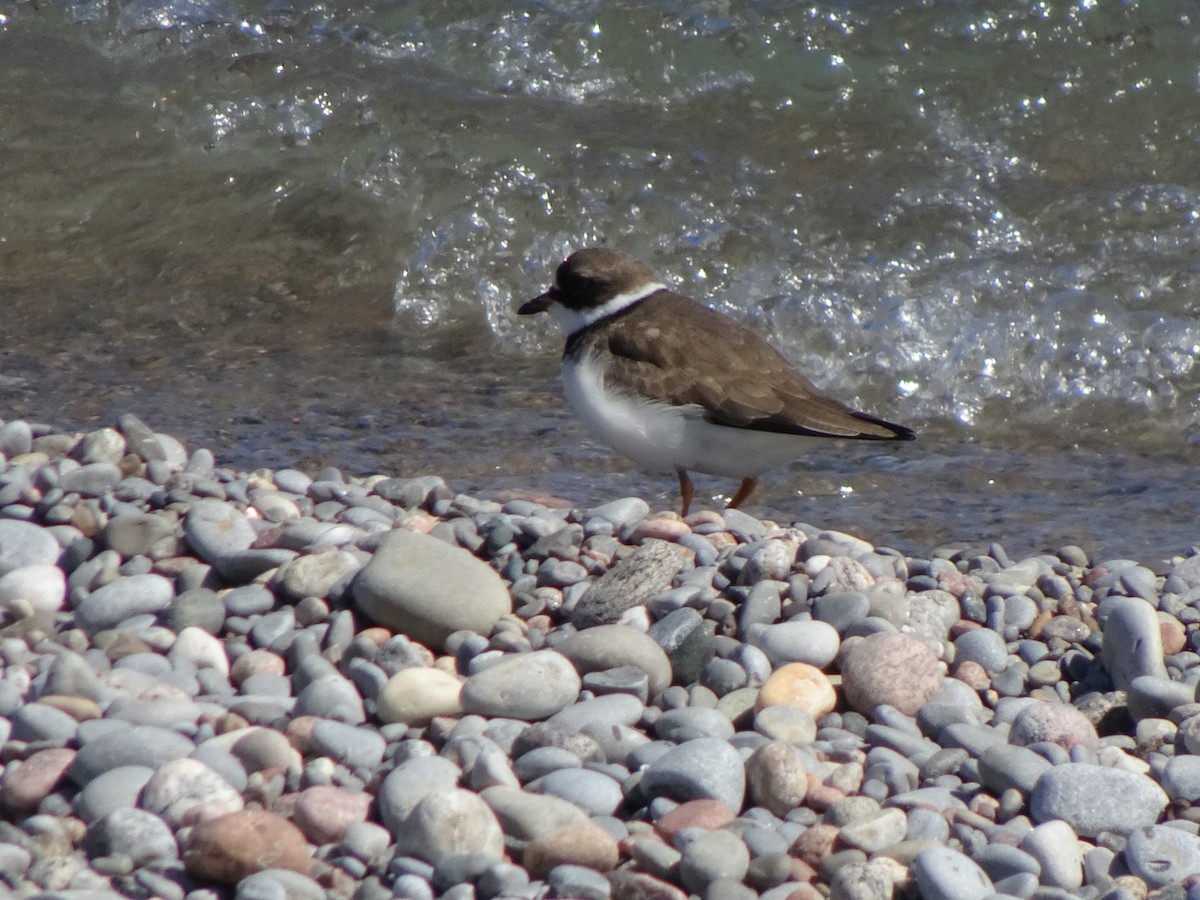 Semipalmated Plover - ML100090381